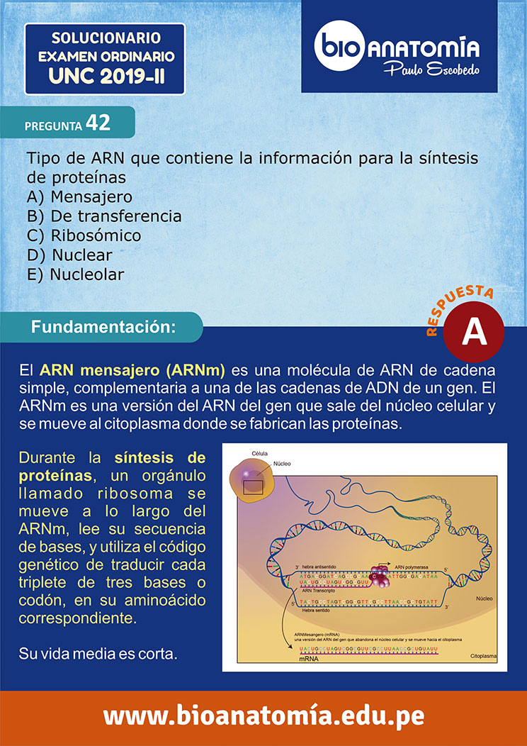 ZP: SOLUCIONARIO EXAMEN DE ADMISIÓN UNC 2019 - II - Paulo Escobedo