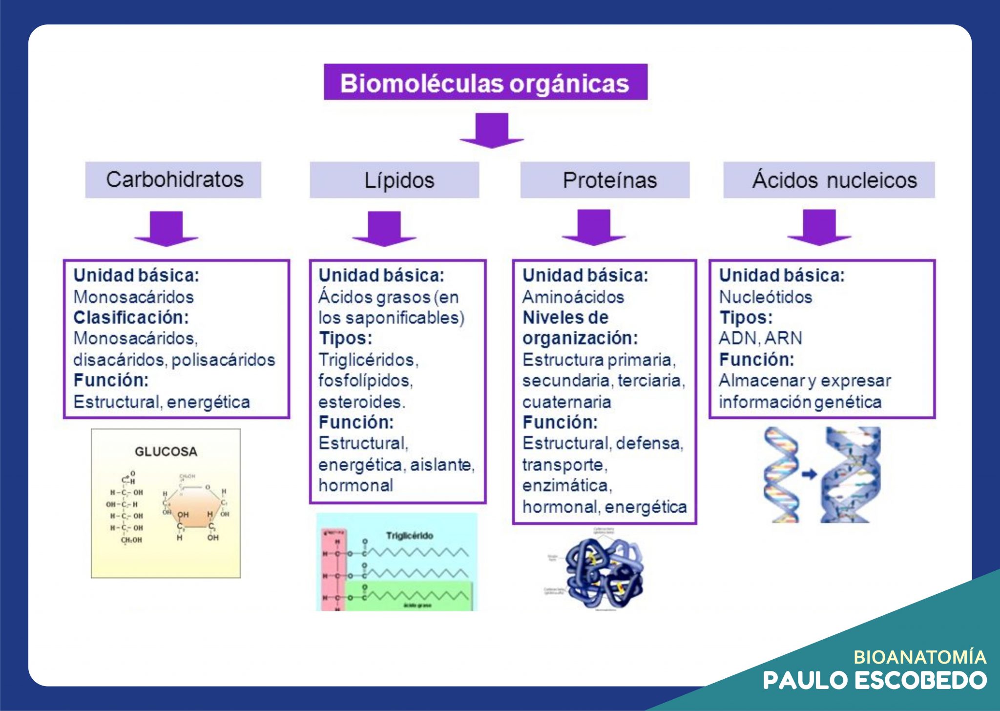 ZP: IMÁGENES – BIOMOLÉCULAS INORGÁNICAS - Paulo Escobedo