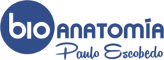 bioanatomia paulo escobedo png
