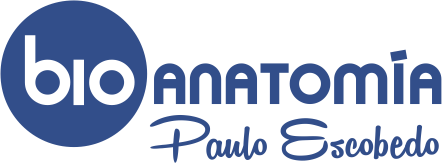 bioanatomia paulo escobedo png