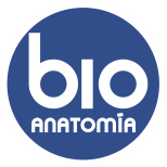 logo encabezado bioanatomia